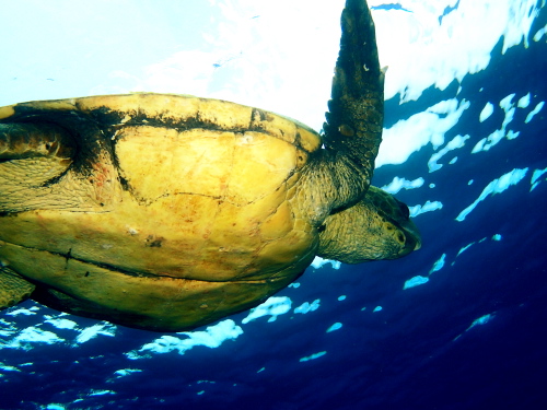 沖縄ダイビング