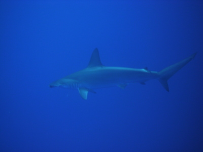 20140503ハンマー