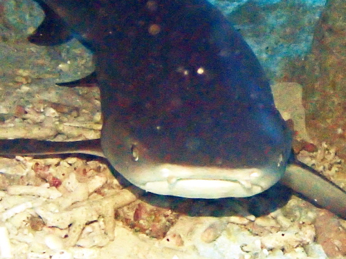 ダイビング慶良間