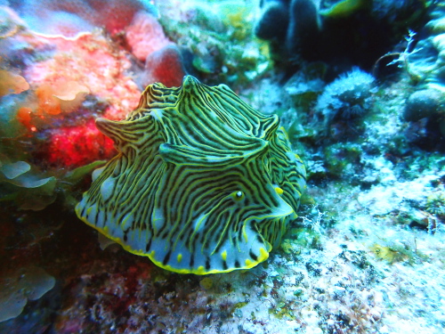 ダイビング慶良間