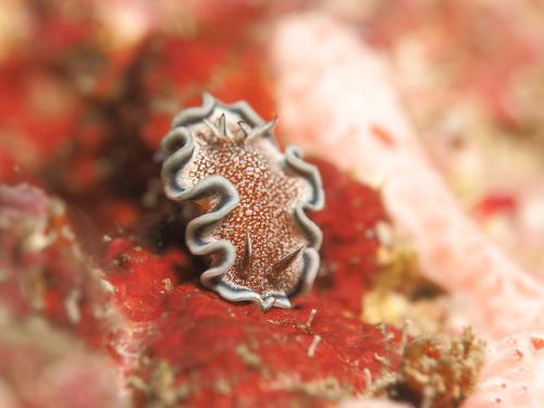 ダイビング沖縄