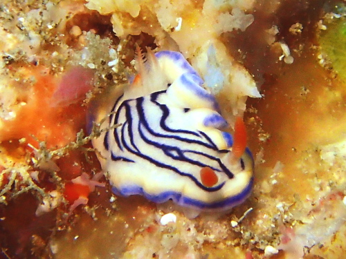 半日ダイビング