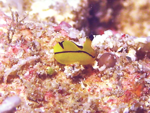 沖縄ダイビング