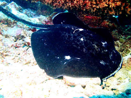 慶良間ダイビング