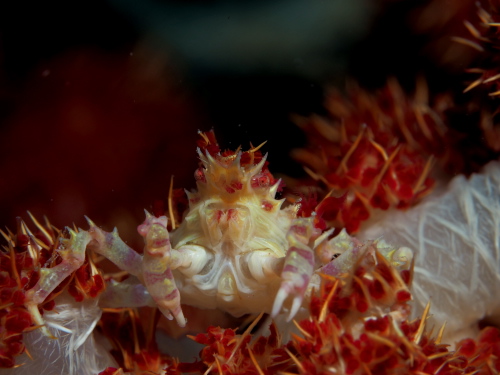 慶良間ダイビング