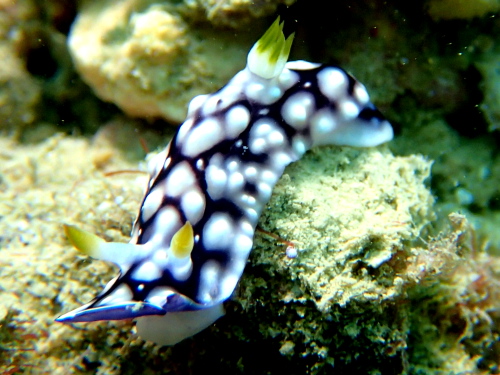 本島周辺ダイビング