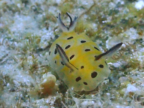 慶良間ダイビング