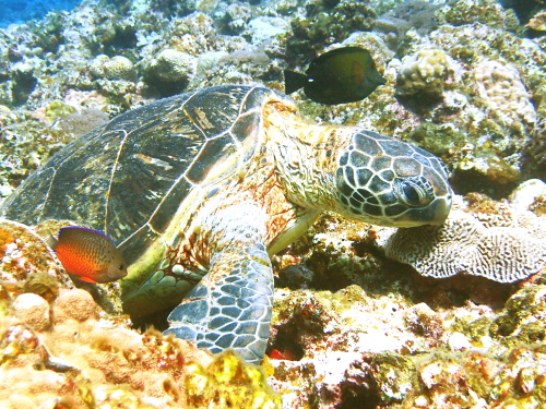 ケラマダイビング