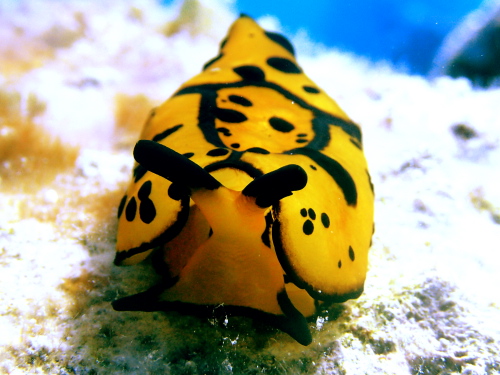 ダイビング沖縄