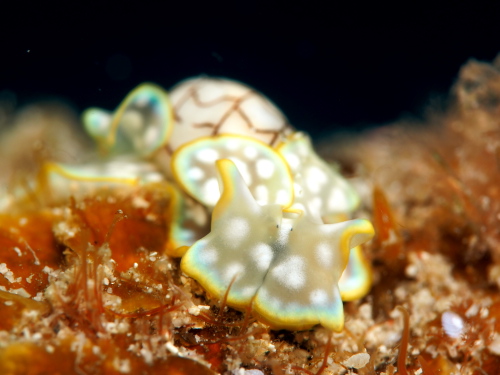 慶良間ダイビング