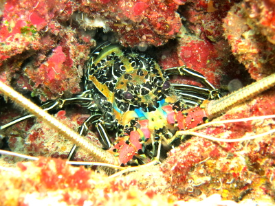 慶良間諸島ダイビング