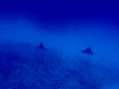 チービシダイビング