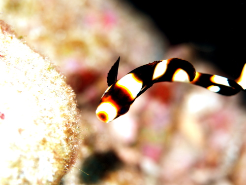 沖縄ダイビング