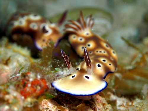 ダイビング沖縄