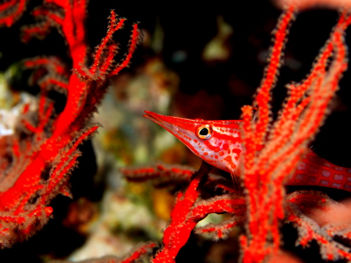 慶良間ダイビング