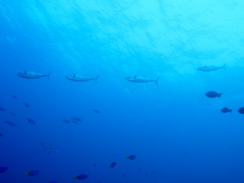 ダイビング沖縄