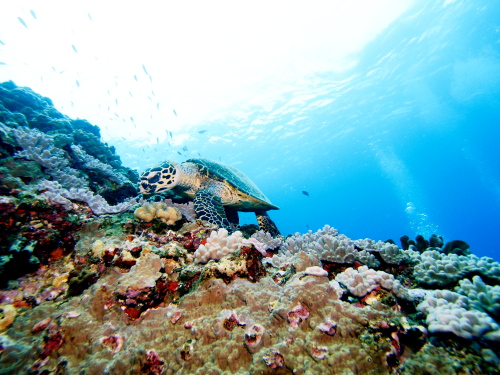 慶良間ダイビング