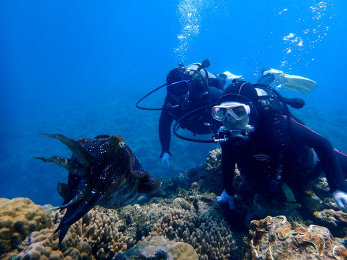 沖縄体験ダイビング