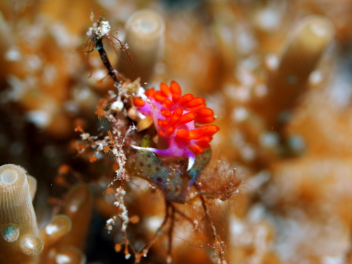 ケラマダイビング