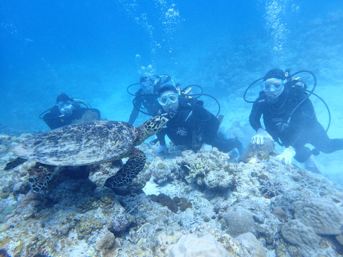 沖縄体験ダイビング
