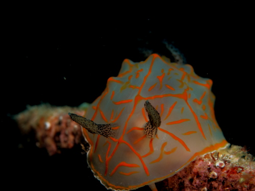 ダイビング沖縄