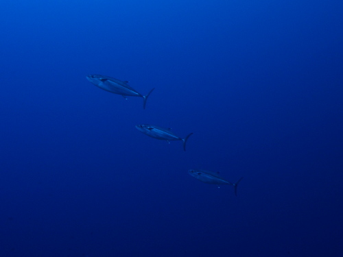 ダイビング沖縄