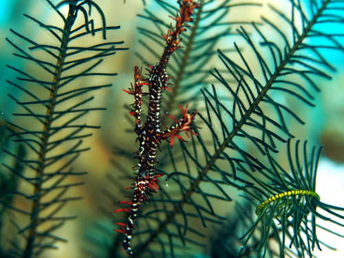 沖縄ダイビング