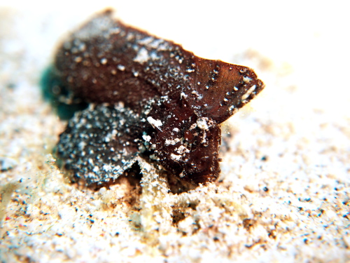 ダイビング慶良間