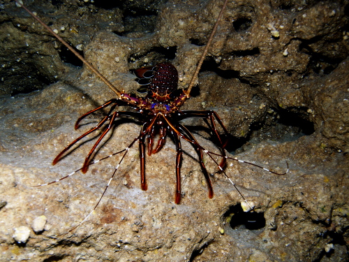 慶良間ダイビング