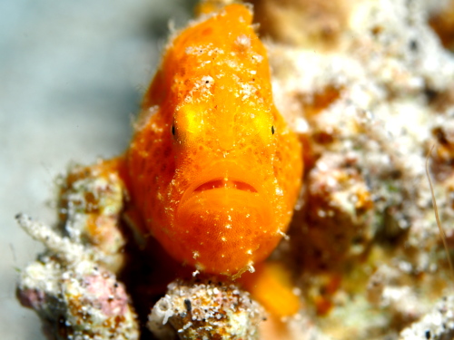 ケラマダイビング