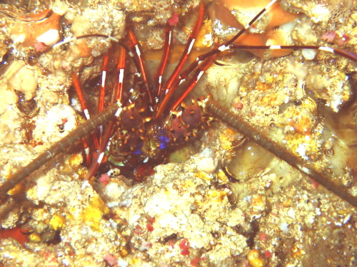 慶良間ダイビング