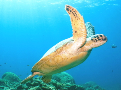 ダイビング沖縄