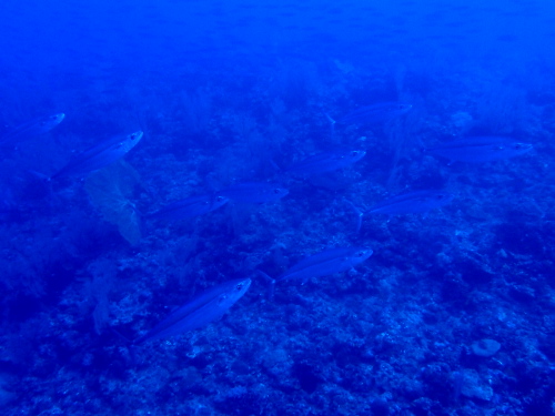 慶良間ダイビング