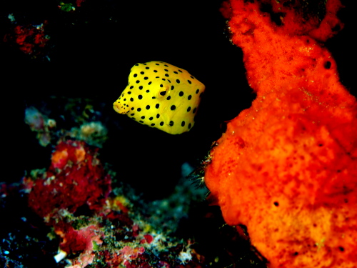 チービシダイビング