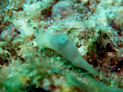 20140930ウミウシ