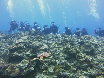 沖縄体験ダイビング,慶良間体験ダイビング,慶良間諸島カメ観察体験ダイビング