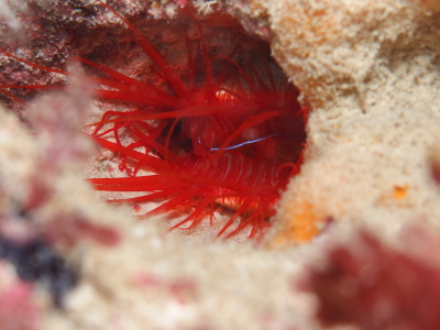 チービシダイビングツアー