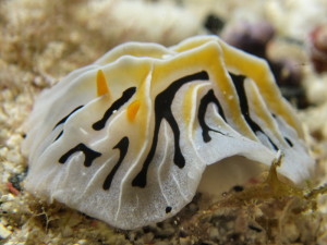 20130502うみうし