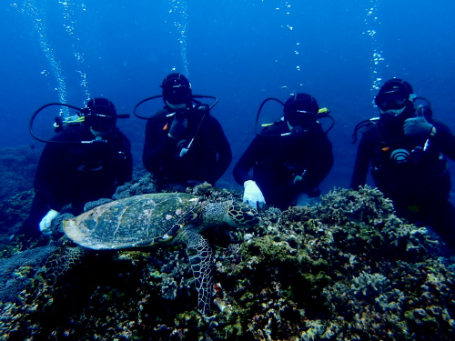 沖縄慶良間体験ダイビング
