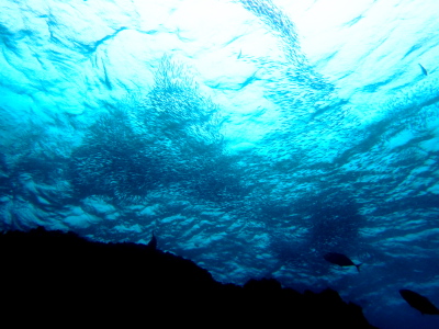 けらまダイビング