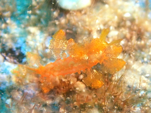 沖縄ダイビング