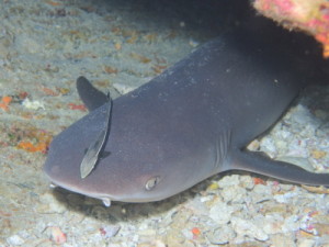 ☆今日の体験ダイバー☆