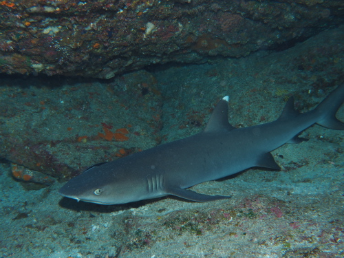 ダイビング慶良間