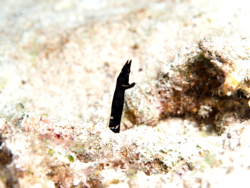 ダイビングケラマ