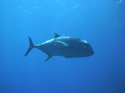 慶良間ダイビング