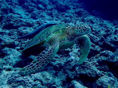 沖縄半日ダイビング