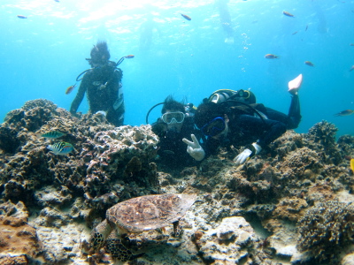慶良間諸島カメ保障ダイビング