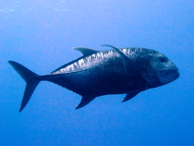 沖縄ダイビング