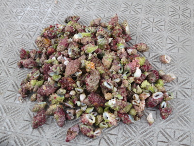 ★ケラマ諸島保全活動★