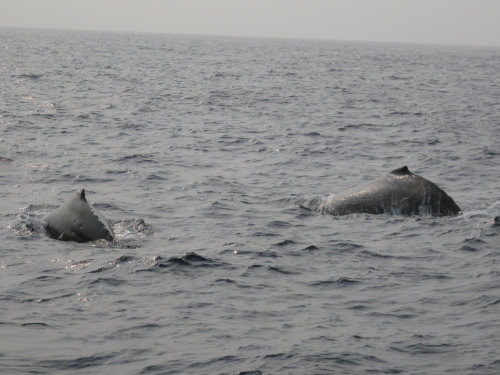 沖縄ホエールウォッチング